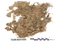 藏品(中位泥炭苔)的圖片